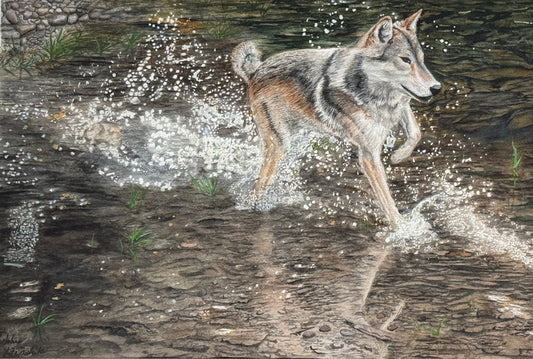 Wolf Splash