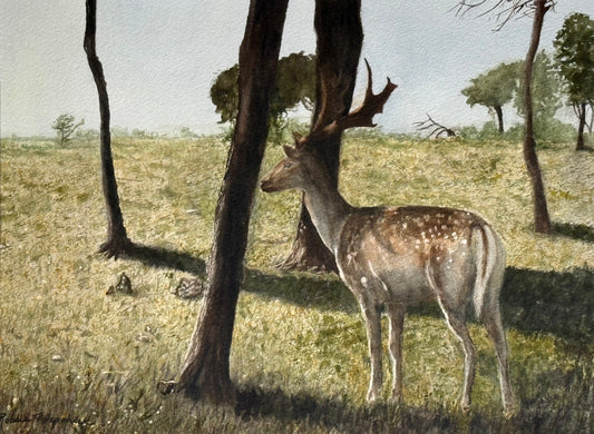 Deer Dream