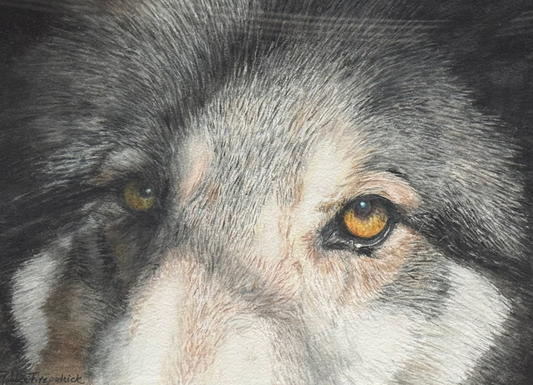 Eyes of the Wolf Dog