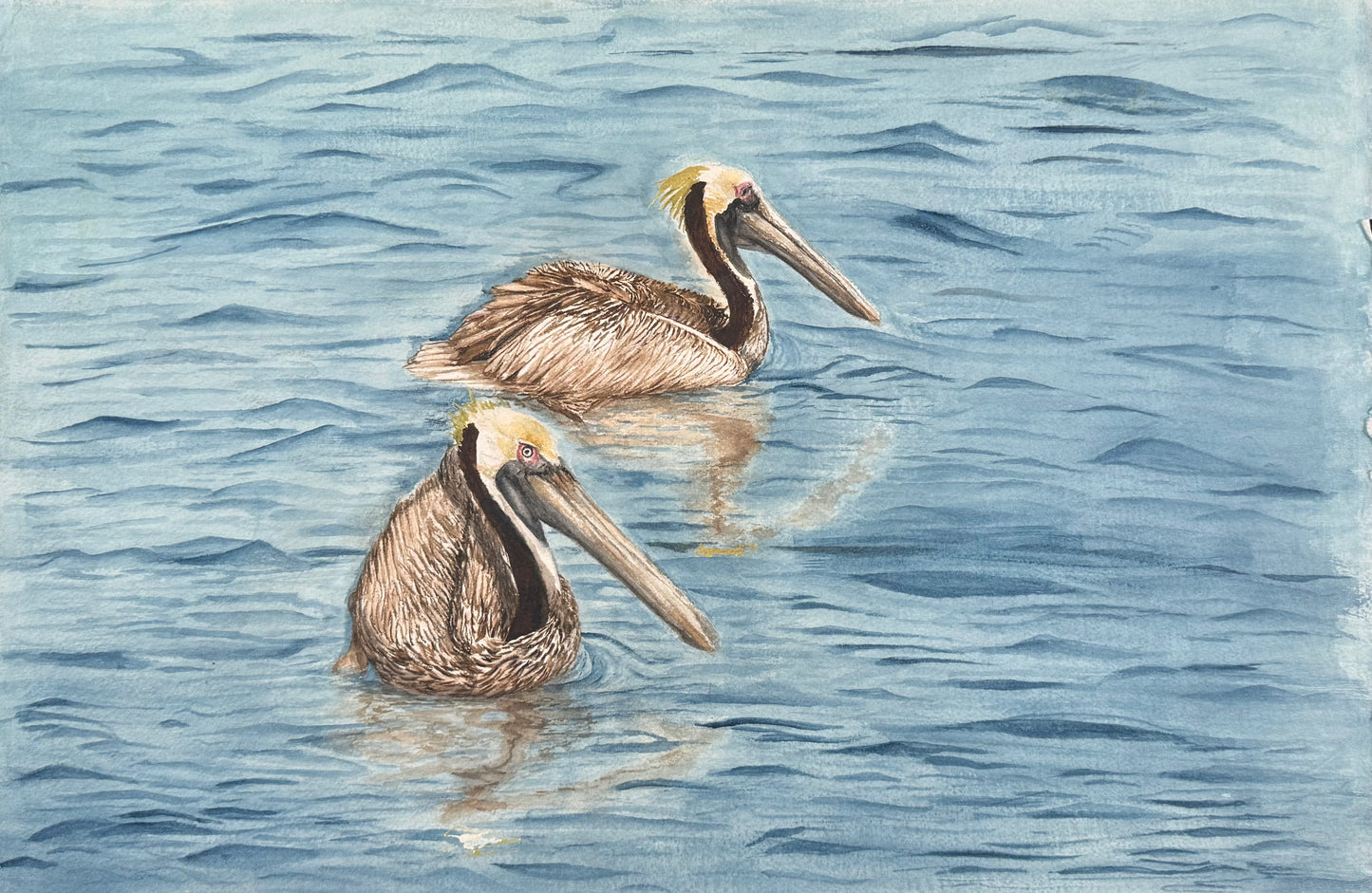 Pelican Pals